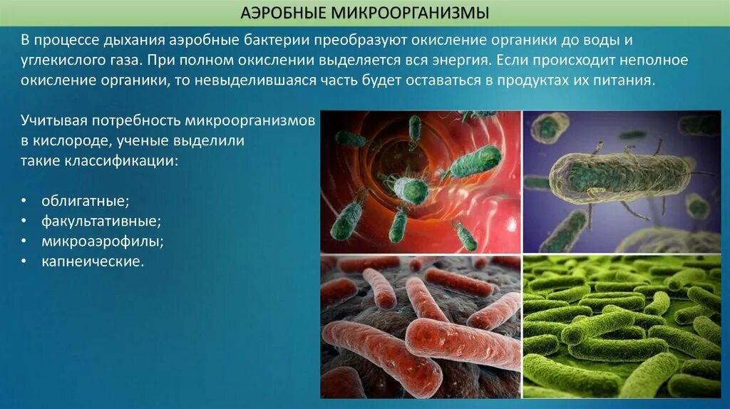 Аэробы и анаэробы. Аэробные микроорганизмы микробиология. Аэробное дыхание микроорганизмов. Аэробные и анаэробные бактерии. Аэробные органы