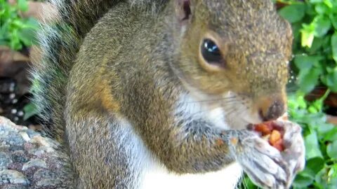 Squirrel was hungry 🤣.