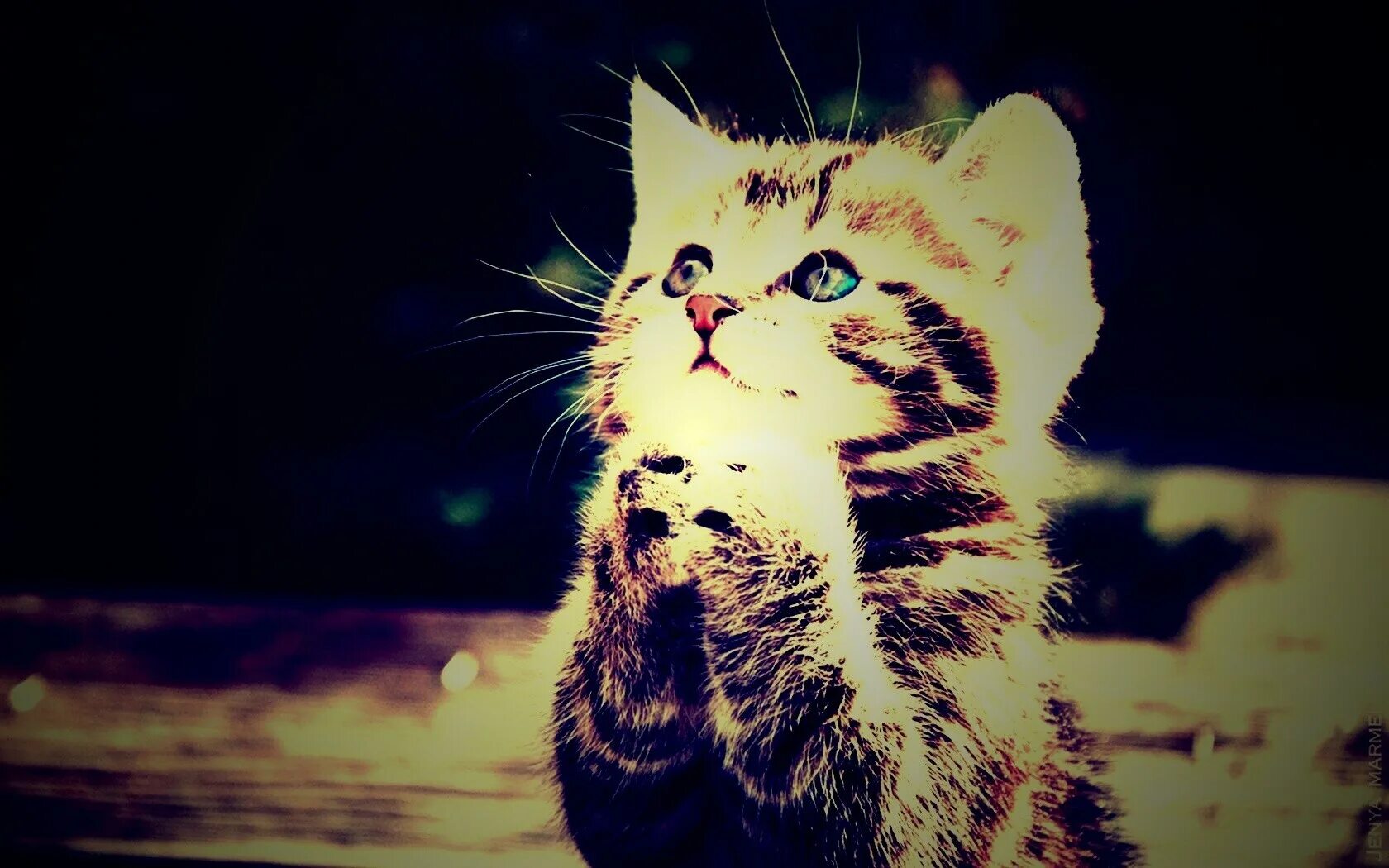 маленький котенок. милый котик. милые коты.