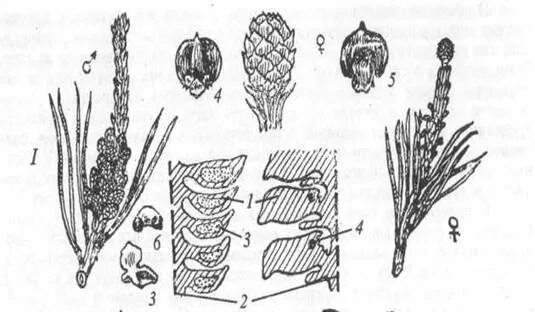 Схема опыления хвойных. Стробилы сосны строение. Микростробил сосны строение. Микростробилы сосны обыкновенной строение. Макростробилы сосны обыкновенной.