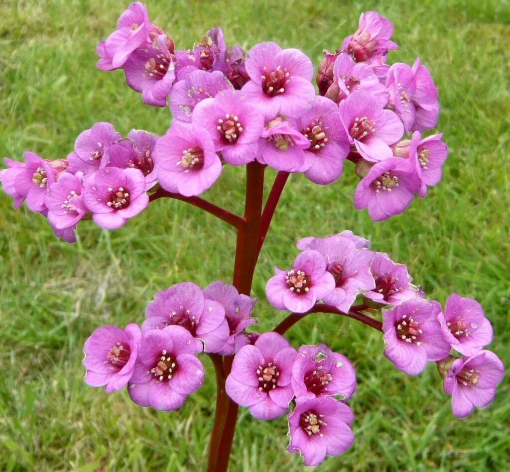 Восточные растения названия. Бадан толстолистный. Баден Баден цветок. 67. Bergenia crassifolia. Бодун растение.