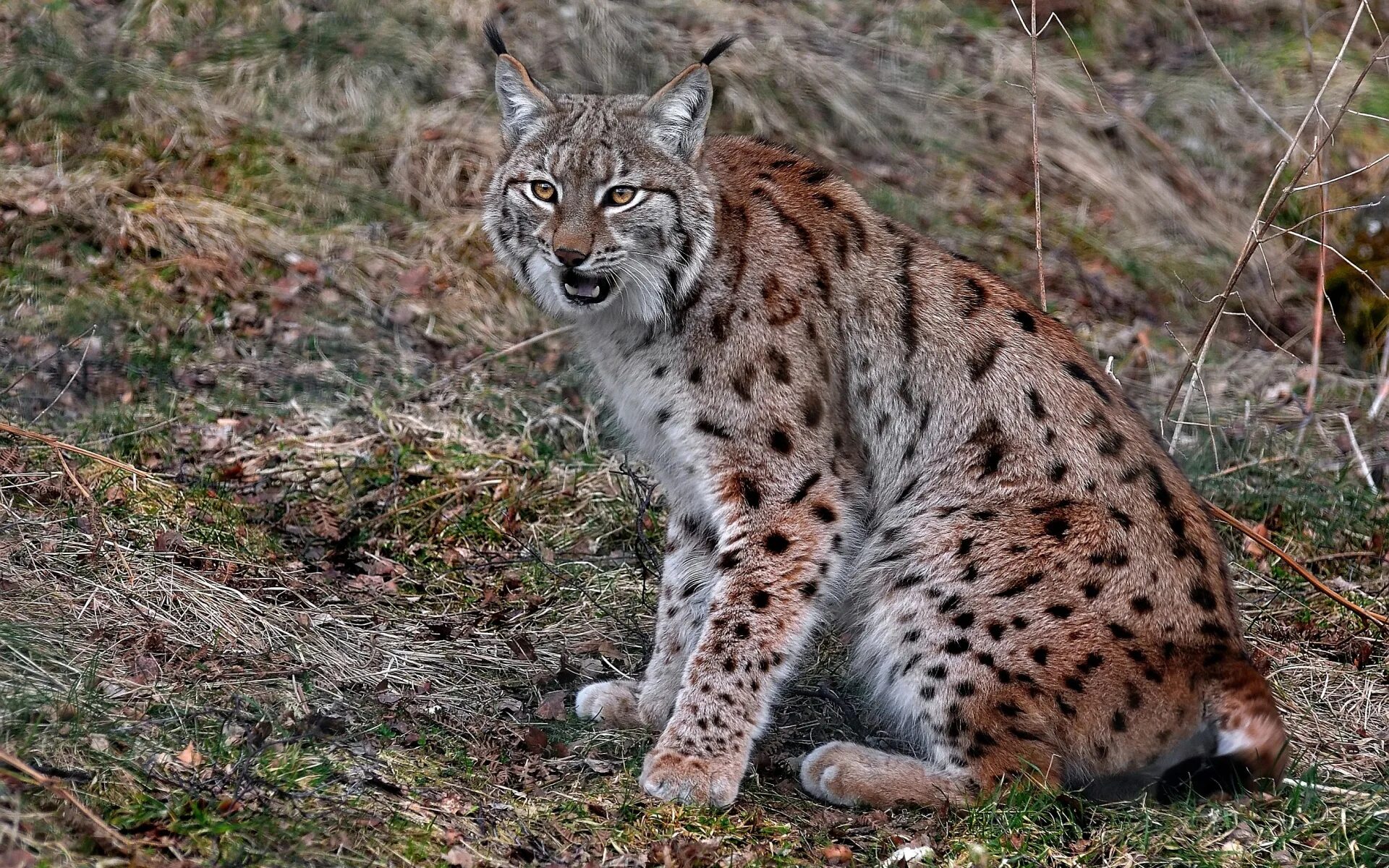 Рысь в беласовке. Обыкновенная Рысь. Пятнистая Рысь. Lynx Lynx Linnaeus, 1758. Вислоухая Рысь.