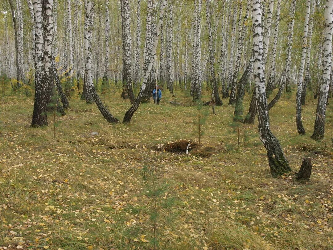 4.2 нсо. Заречье Венгеровский район Новосибирская область. Село Заречье Венгеровский район. Сусловский тракт. НСО Венгеровский район старый Тартас.