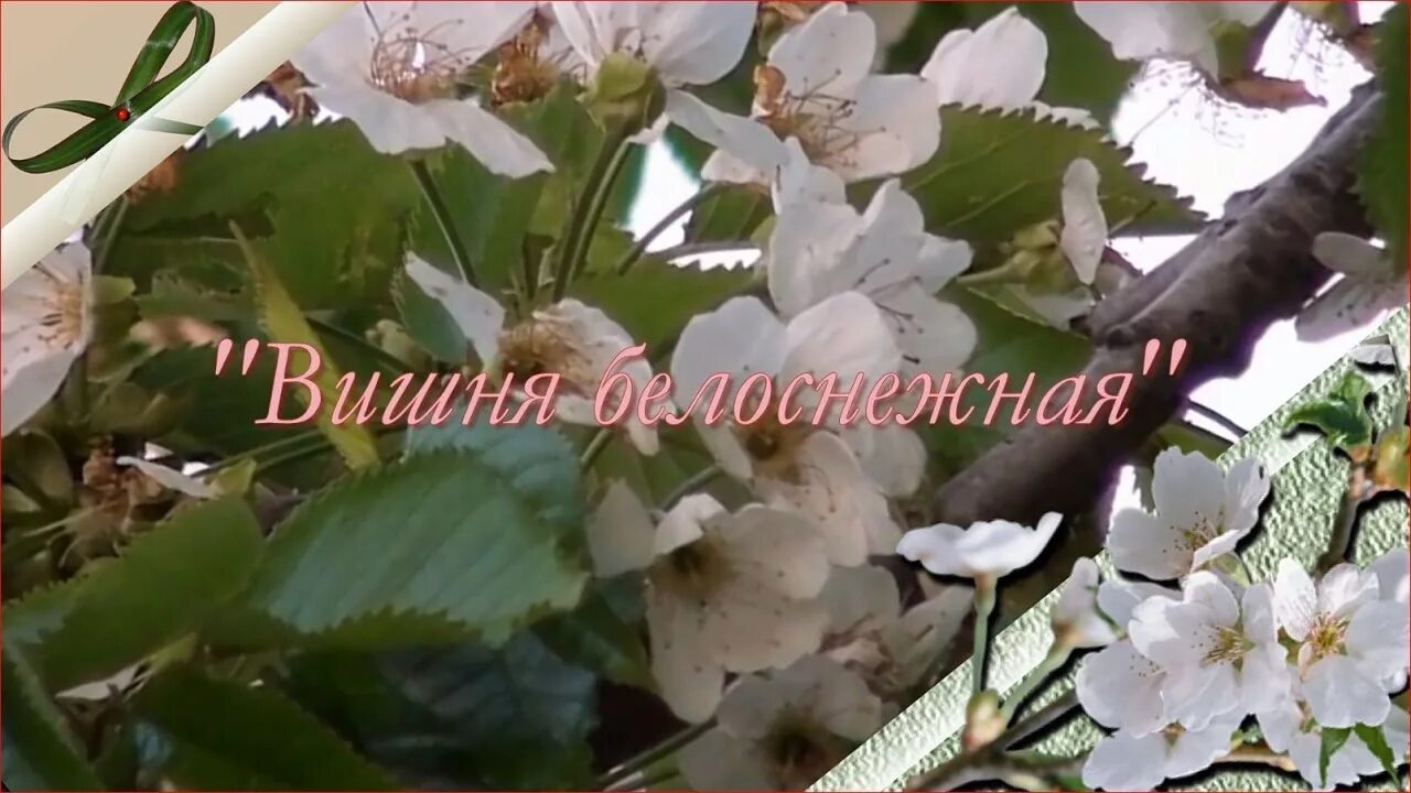 Вишня белая песня минус. Белоснежная вишня. под окном широким вишня белоснежная. вишня белоснежная цветет. под окном высоким вишня белоснежная цветет.