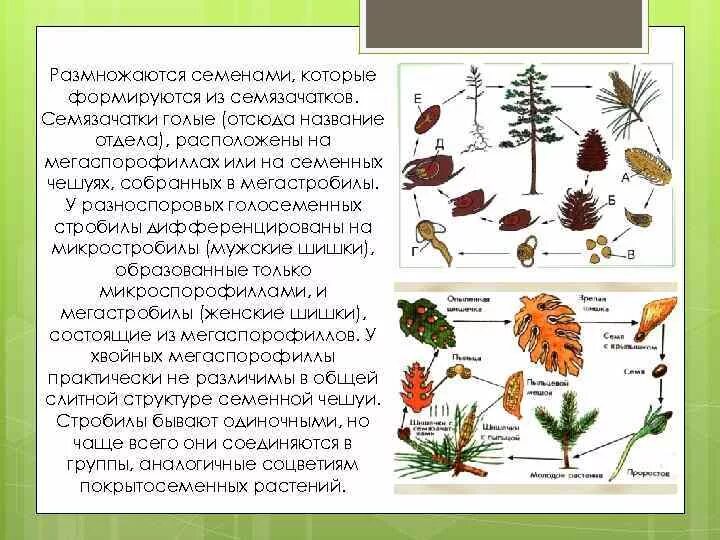 Семена голосеменных растений созревают. Голосеменные образуют семена. Семя у голосеменных растений формируется из. Семена голосеменных растений размножение.