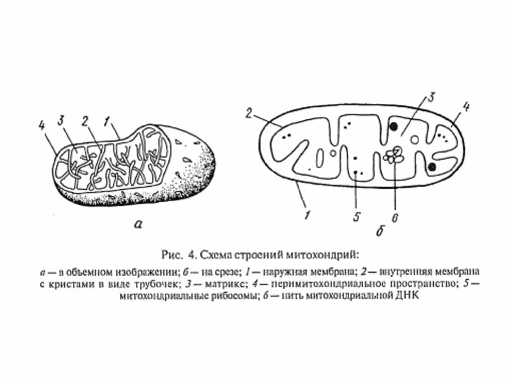 Внутреннее строение митохондрий. Строение митохондрии егэ. схема строения митохондрии по данным электронного микроскопа. строение митохондрии егэ биология. митохондрия рисунок егэ.