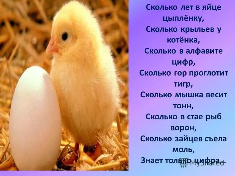 Пословицы яичко. Загадка про яйцо. Пословицы о яйце. Пословицы и поговорки о яйцах. Поговорки про яйца.