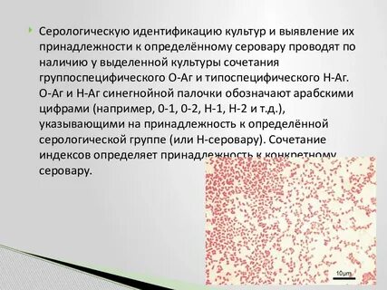 Чем лечить синегнойную палочку