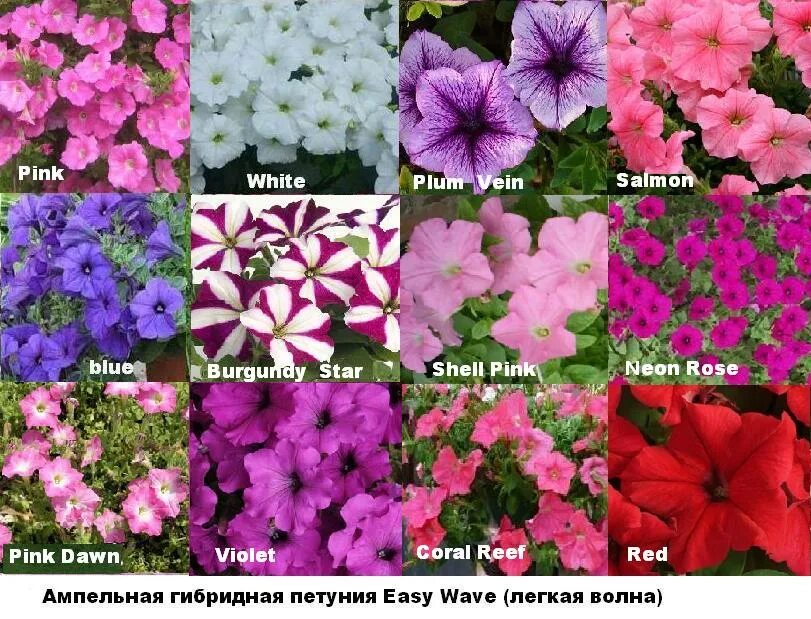 Петуния вейв пинк. Петуния ампельная f1 изи вейв роузи дон. Петуния изи вейв сильвер. Петуния изи вейв описание сорта. Петуния изи вейв описание сорта.