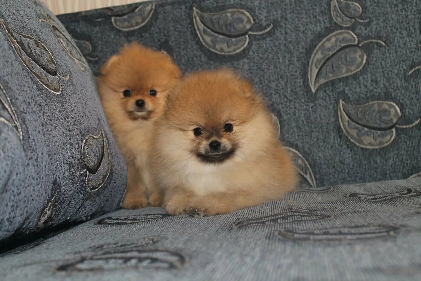 Шпиц померанский карликовый. Померанский шпиц породы собак. Порода собаки шпиц померанец. Шпиц видео. Шпиц 100 лет назад.