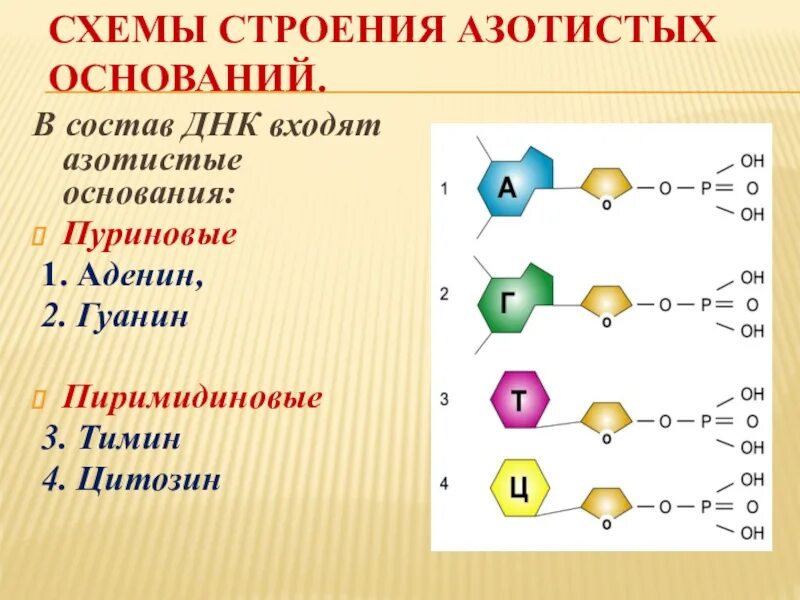 Какие из нуклеотидов входят в состав днк. Схемы строения азотистых оснований.. Азотистые основания входящие в состав ДНК. В состав нуклеотида ДНК входит азотистое основание. Азотистые основания аденин гуанин цитозин Тимин.