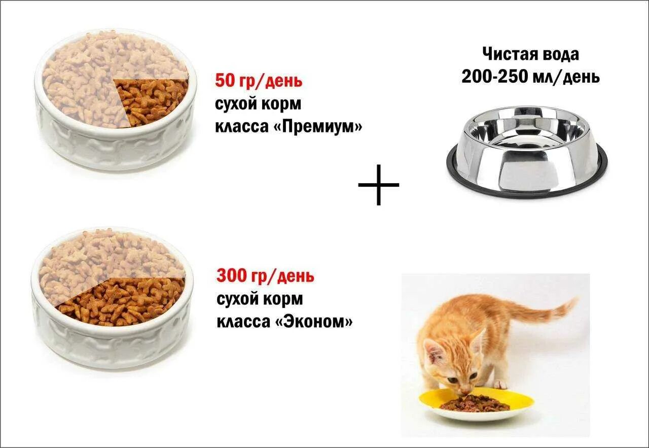 Натуралка корм для котов. Рацион питания для котов натуральной пищей. Натуральное питание для котят. Порция питания кошки.