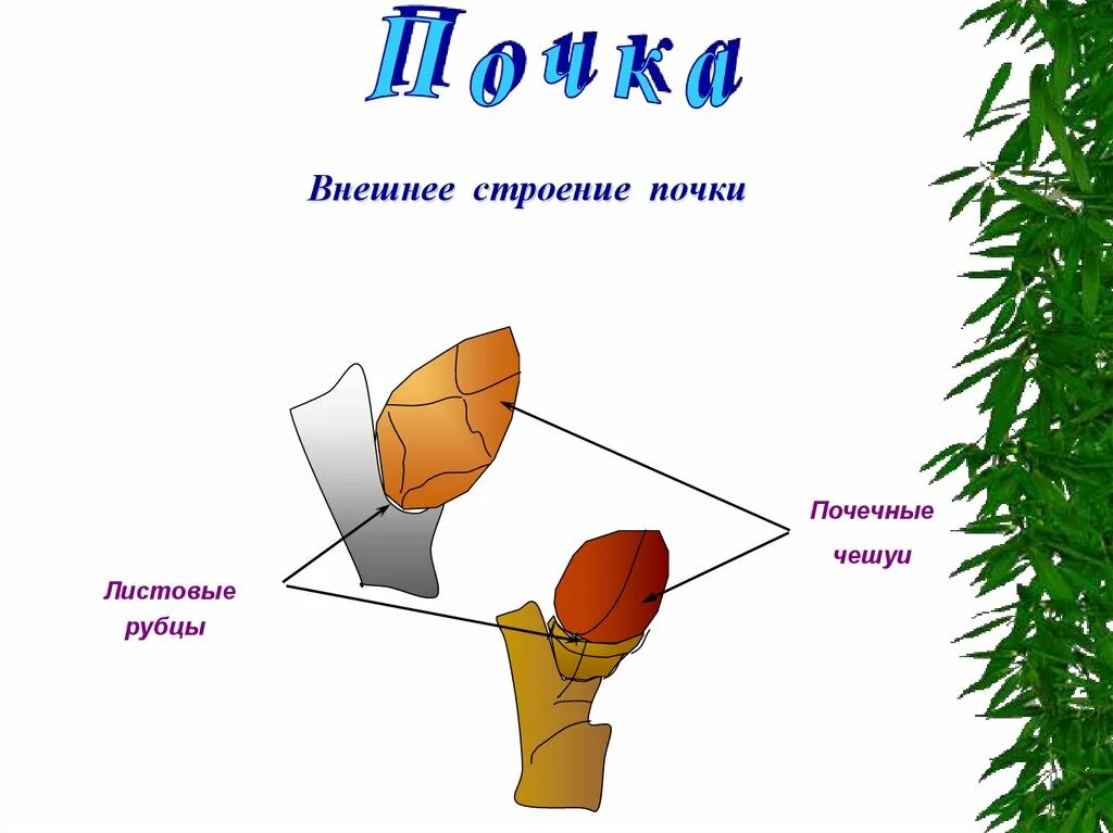 Внешнее и внутреннее строение почки. Внешнеи ивнутренние строение почки. Наружное строение почки. Внешнее строение почки рисунок.