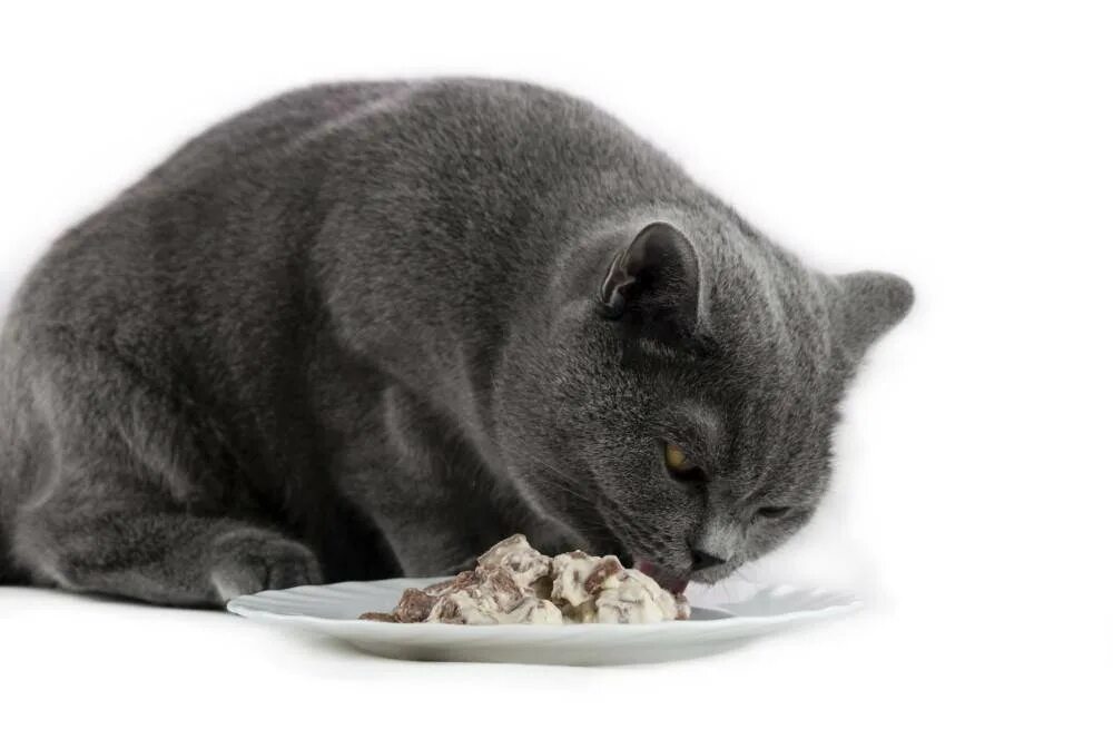 Отказ от еды у кошек. Британец кот. Кошка кушает. Британский кот кушает. Британский кот откормленный.