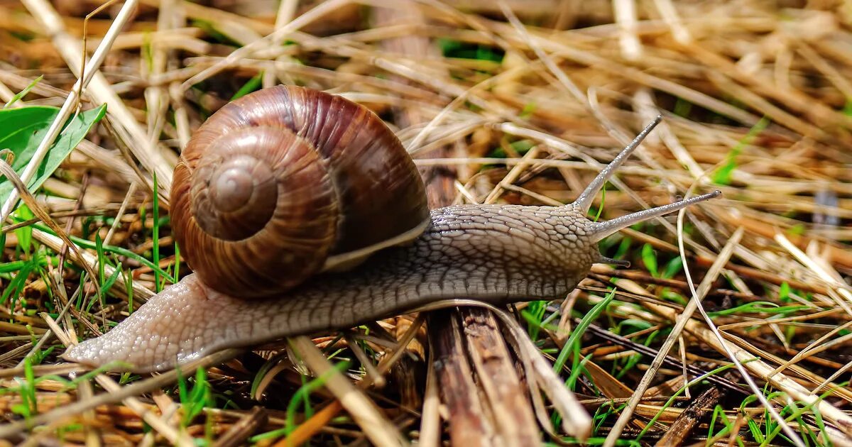 Улитка Helix pomatia. Виноградная улитка. Виноградная улитка обитает. Виноградная улитка вредитель. Г виноградная улитка