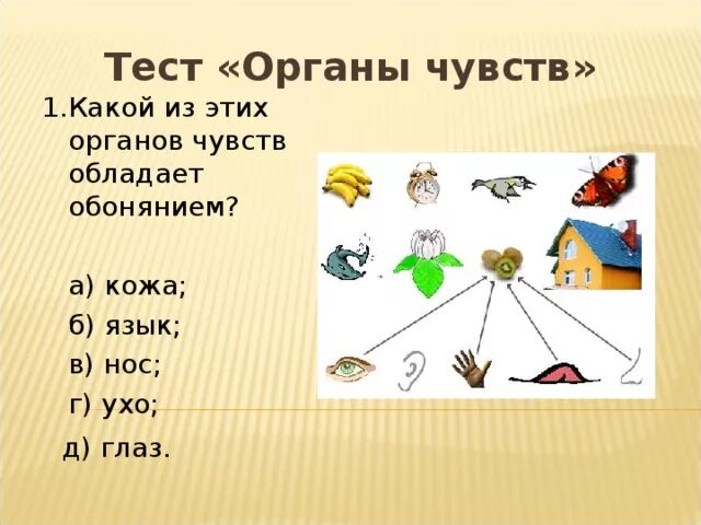 Тест органы чувств 9 класс