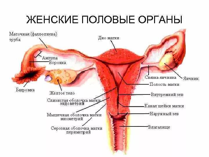 Строение женских.половых органов внутренних наружных. Внешнее строение половой системы женщины. Анатомия наружных женских органов гинекология. Яичник маточная труба и матка. Название органов женской половой системы