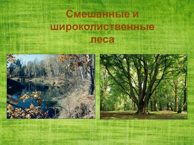 Урок смешанные и широколиственные леса 8 класс. Смешанный и широколиственный лес. Природный комплекс смешанных лесов. Широколиственный лес презентация. Смешанные и широколиственные леса 4 класс.