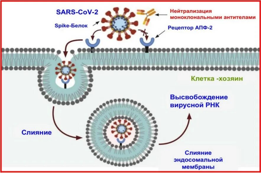 Проникновение вируса в клетку схема. Связывание вируса с рецепторами клетки. Слияние мембран. Слияние мембран вирусы. Заболеваю коронавирусом что делать