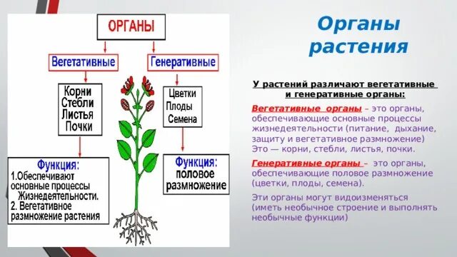 Генеративные органы перечислить. Строение вегетативных и генеративных органов. Строение генеративных органов растений. Строение растений: вегетативные органы, генеративные органы.. Вегетативные и генеративные органы растений 6 класс биология таблица.