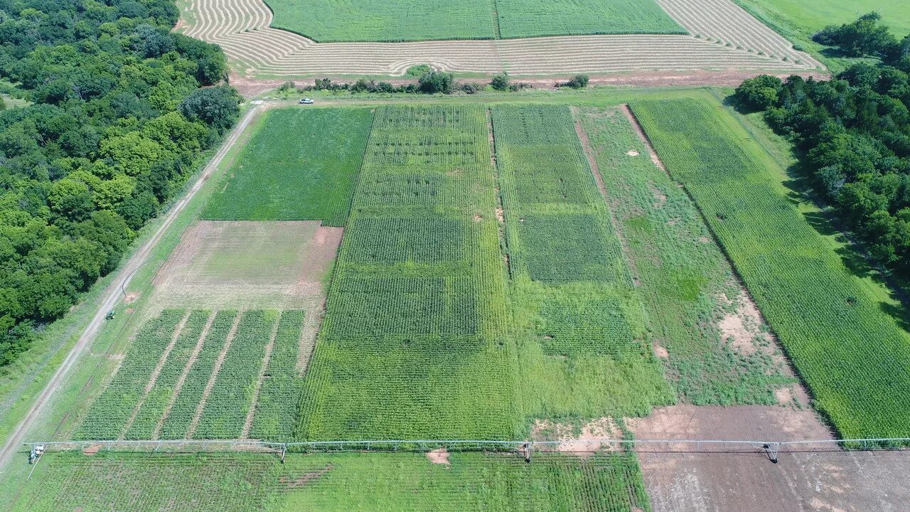 Fields experiment. Field experiment plot. nft фото. giz uzbekistan field experiment plot.