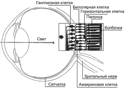 Биполярные клетки сетчатки