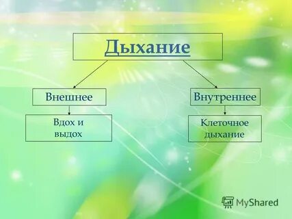 Кислый род