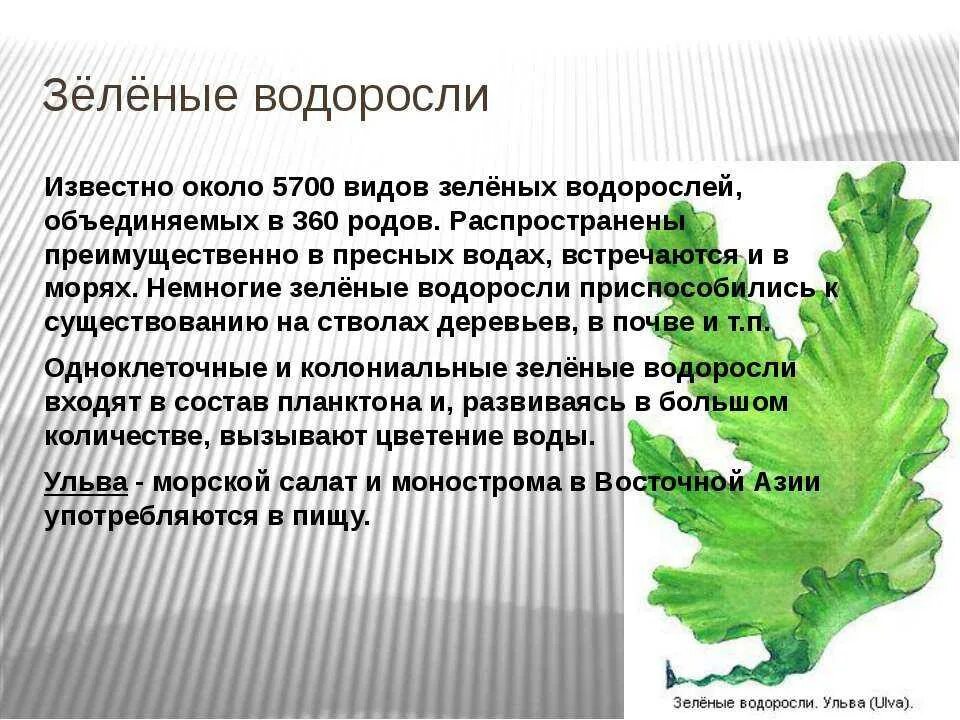 Подготовить сообщение водоросли. Сообщение о водорослях. Зелёные водоросли. Многообразие зеленых водорослей. Зеленые водоросли 5 класс.