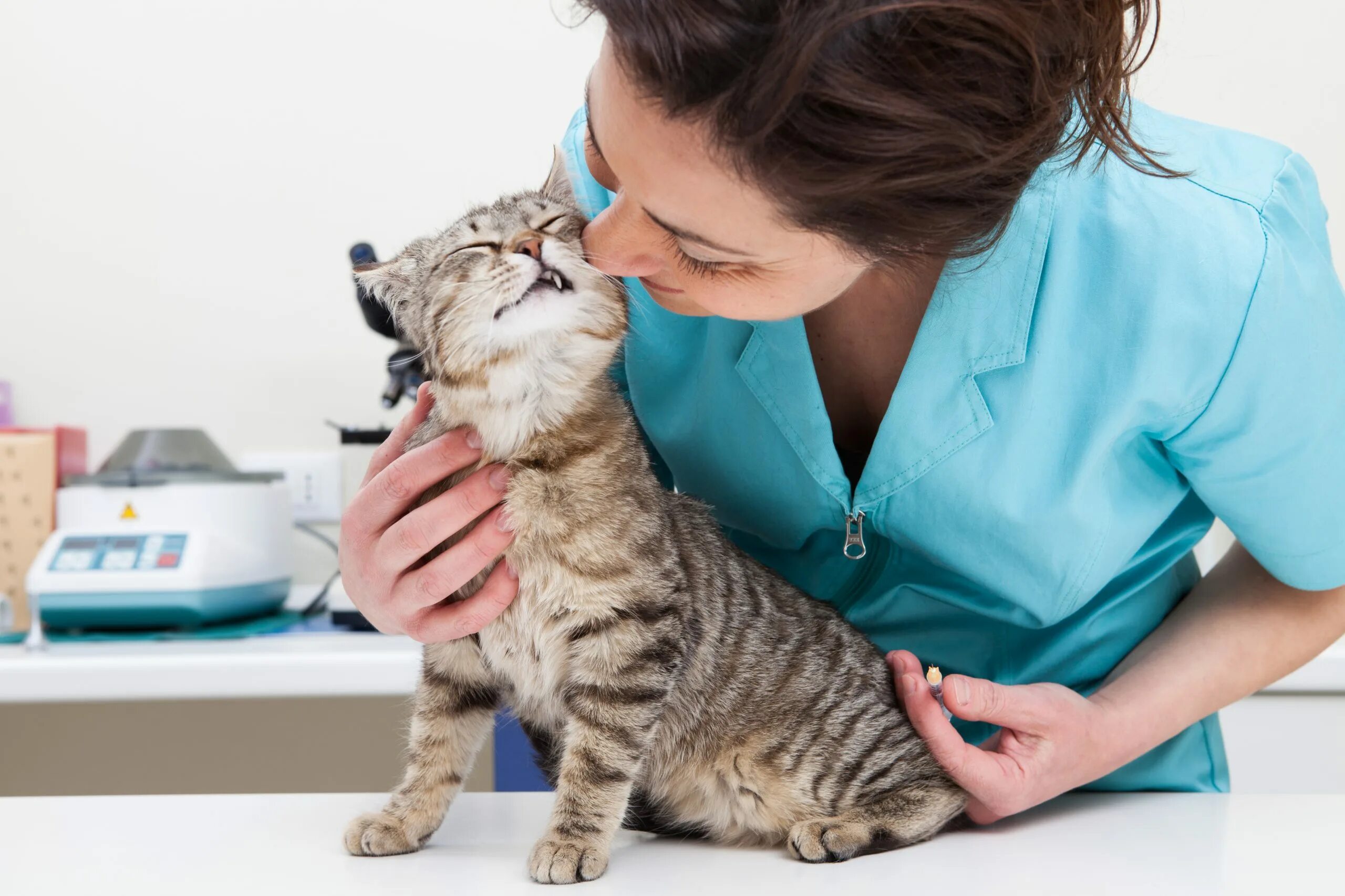Где сделать бесплатную прививку кошкам. Вакцинация кошек. Ветеринар укол. Прививка для кошек. Кот и вакцина.