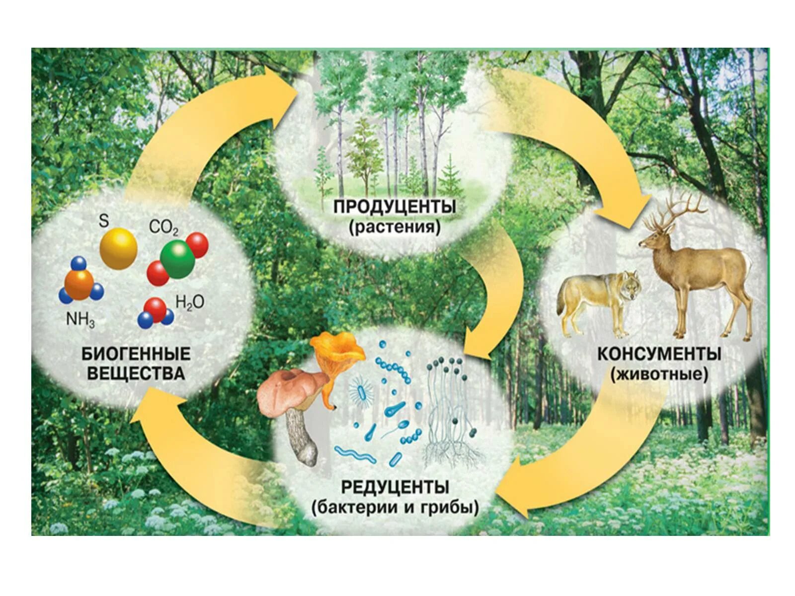 Цепь питания продуценты консументы редуценты. Замкнутый круговорот веществ в экосистеме. Компоненты экосистемы продуценты. Компоненты экосистемы 6 класс Естествознание. 4 круговорот веществ в природе