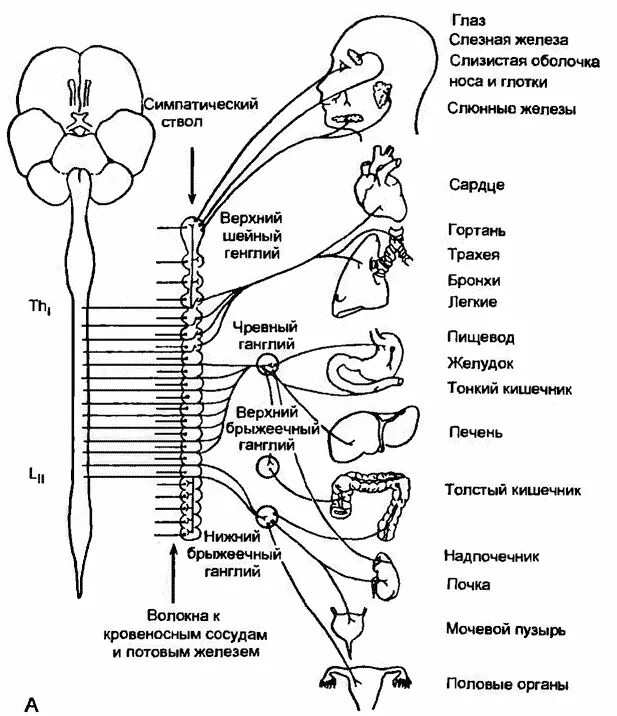 Укажите симпатические нервы. Структуры периферической части вегетативной нервной системы. Схема строения симпатической нервной системы. Отделы вегетативной нервной системы строение. Схема симпатического отдела вегетативной системы.