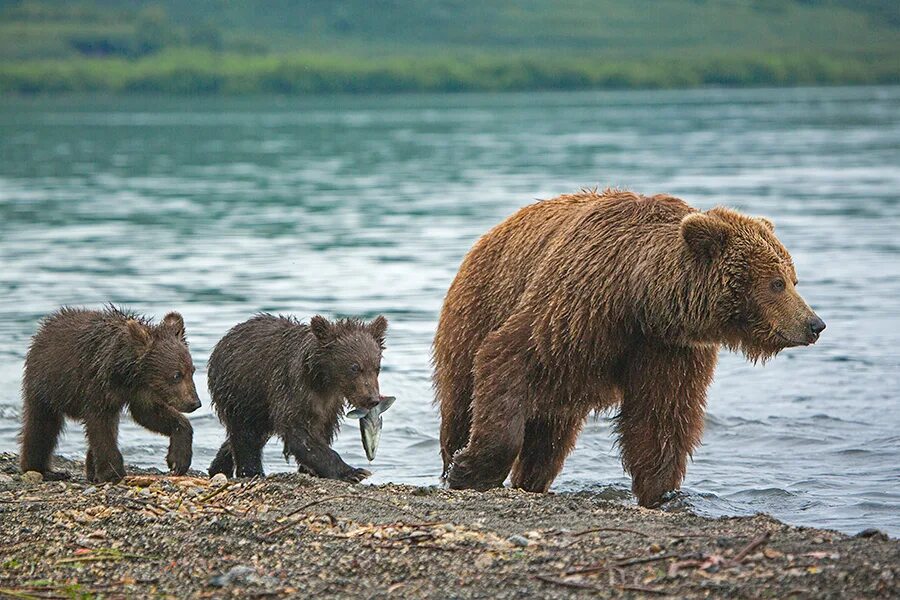 Где живет камчатский медведь. Бурый медведь Камчатки. Камчатский бурый медведь. Медведь Камчатский Камчатский бурый. Дальневосточный бурый медведь.