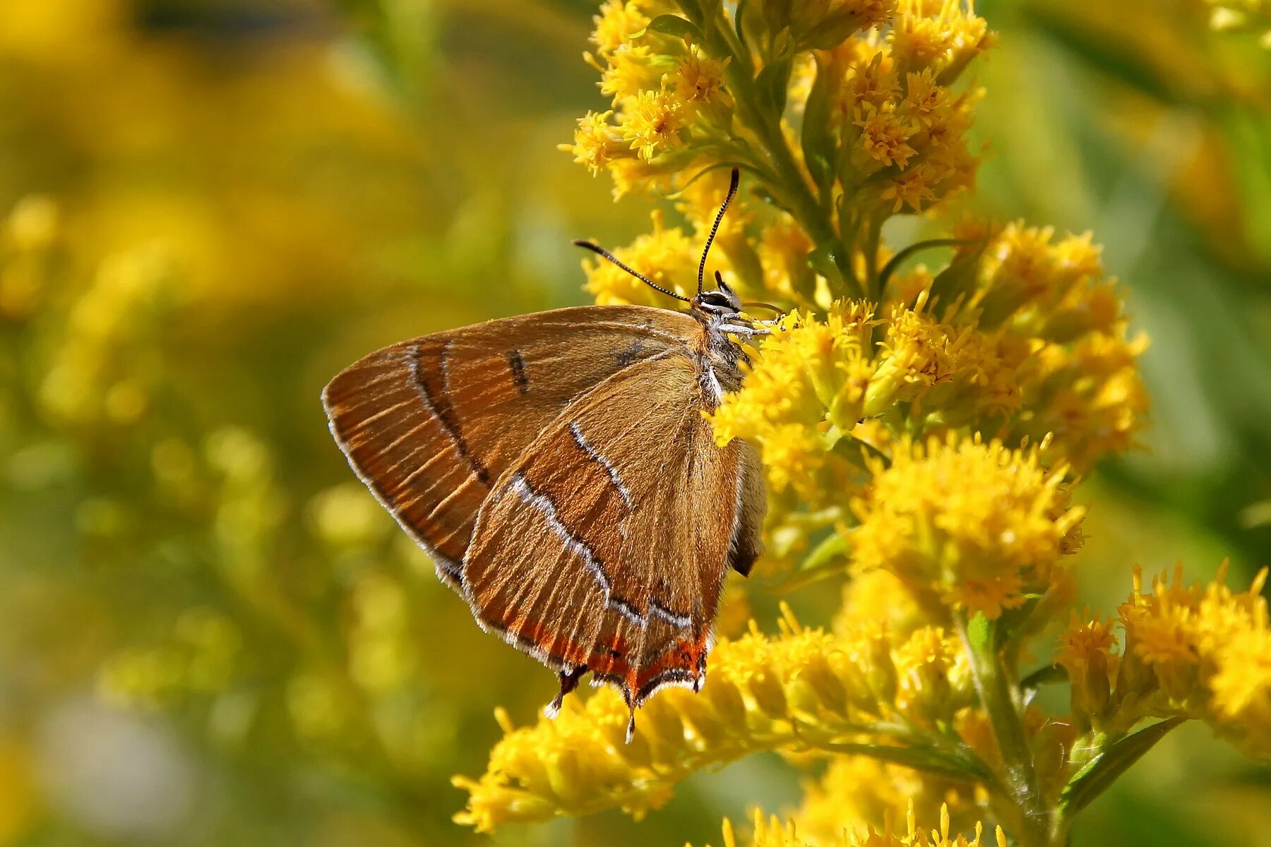 пронзительно желтый. желтое дерево. желтый. рапс блюр. пронзительно желтый.