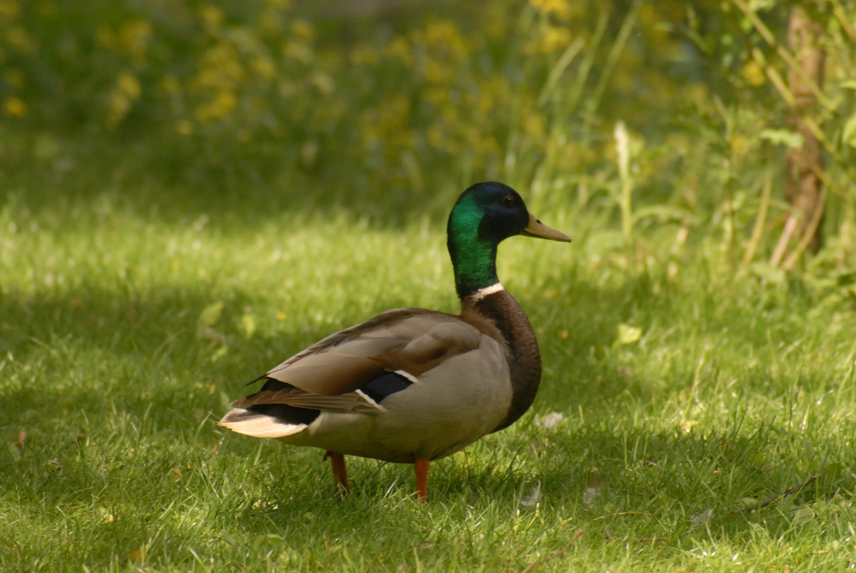 Duck com. Утка селезень утята. Дикая кряква. Осенний селезень кряквы. Птицы в парке.