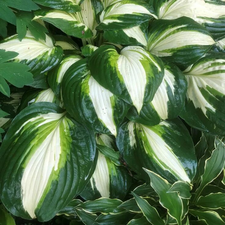 Хоста вулкан. Хоста мэджик айленд. Хоста фанни маус. Хост вулкан. Хоста вулкан.