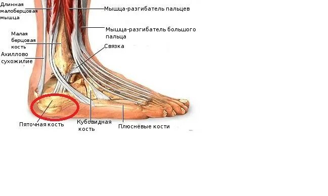 Почему болят ступни. Ступня болит сбоку с внешней стороны пятки. Болят стопы ног кость сбоку. Болит стопа ноги сбоку с внешней стороны. Болит стопа сбоку с внешней стороны при ходьбе без травмы.