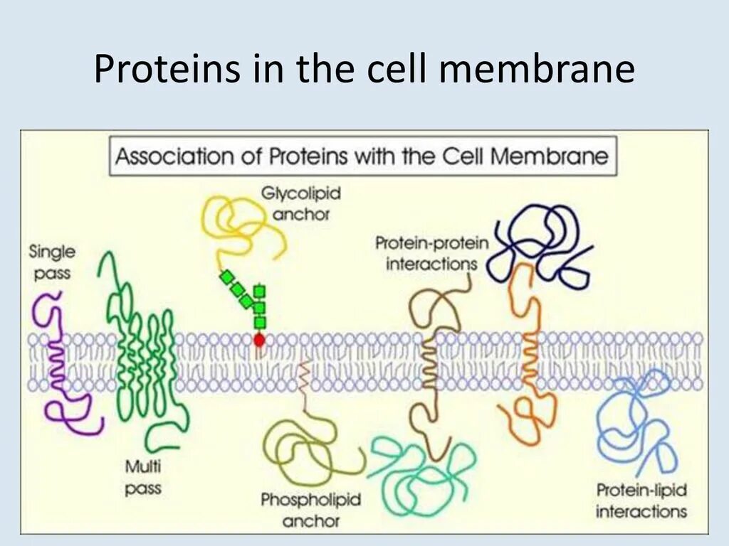 Липид-белковые и белок-белковые взаимодействия в мембранах.. Белок белковые взаимодействия в мембранах. Белок липидные взаимодействия в мембранах. Липид белковые взаимодействия. Белково белковые взаимодействия