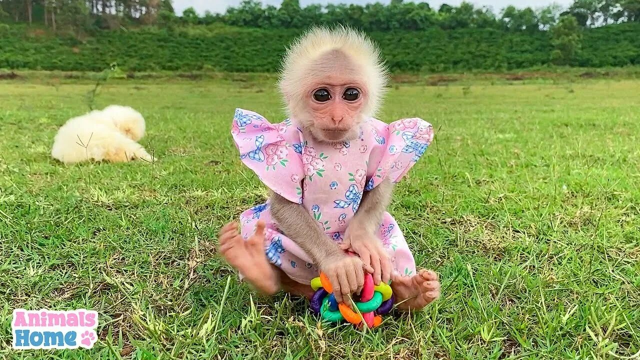 Обезьянка bibi из вьетнама. Маленькая обезьянка Биби. Спасенная Индонезийская обезьянка. Принцесса обезьянка.