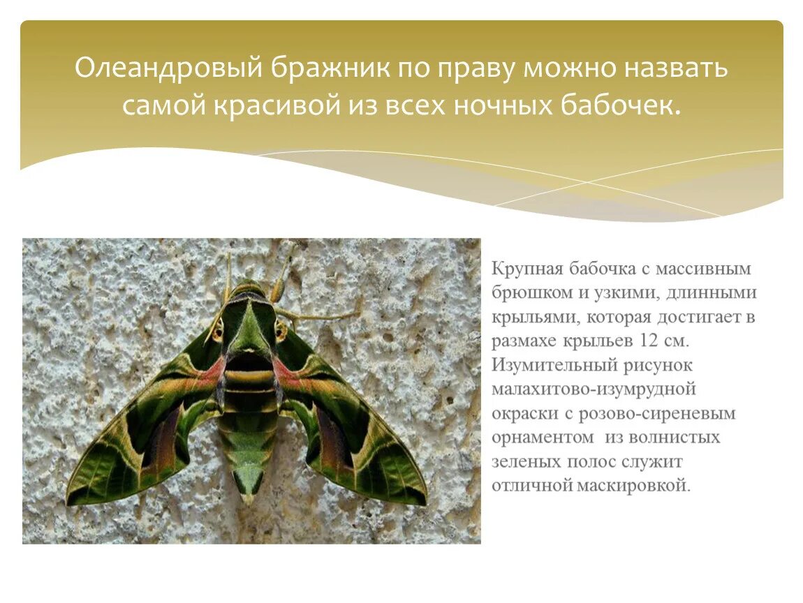 Бабочка олеандровый Бражник. Олеандровый Бражник куколка. Олеандровый Бражник зона обитания. Олеандровый Бражник и цикада.