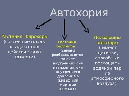 Автохория примеры растений