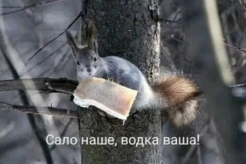 Белки насекомых