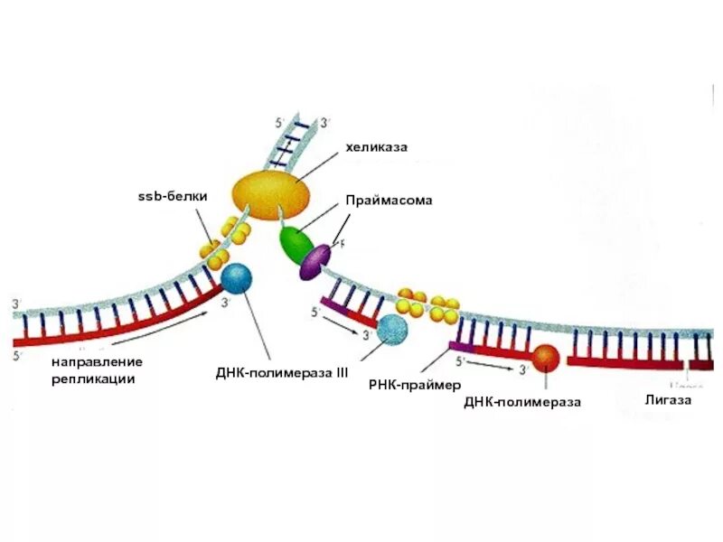 Репликация ДНК полимераза. ДНК полимераза 3 в репликации. Репликация ДНК хеликаза. Репликация ДНК лигаза.