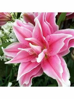 Лилия roselily