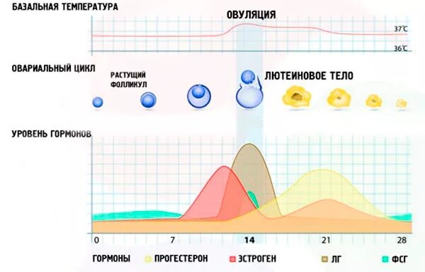 Вес во время овуляции. Уровни гормонов в разные фазы менструального цикла. Динамика гормонов в менструационного цикла. Колебания гормонов в менструационного цикла. Колебание уровня гормонов по дням цикла.