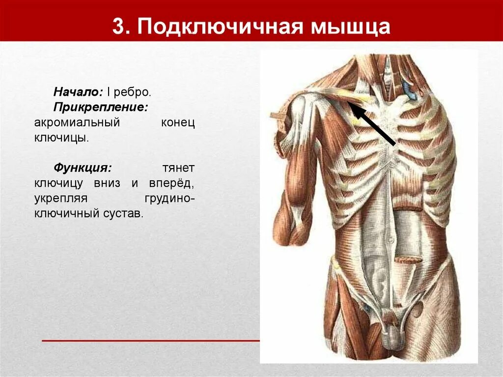 Начало прикрепление функции мышц. Мышцы груди анатомия подключичная. Малая грудная мышца начало прикрепление функции. Подключичная мышца начало и прикрепление функции. Подключичная мышца m. subclavius.