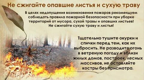Почему нельзя поджигать сухую траву