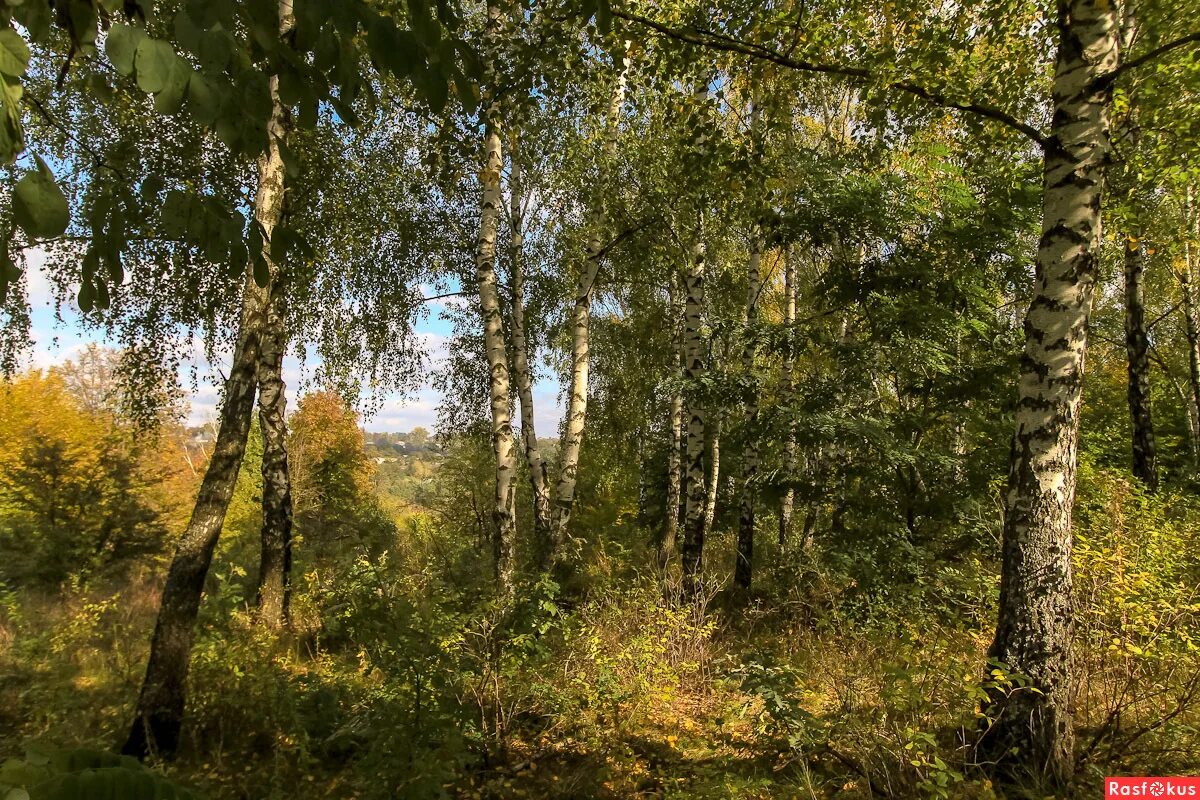 Бродить в перелеске. Осиново березовые колки. Березово осиновый колок. Березово-осиновых леса Западной Сибири. Березовые колки Западной Сибири.