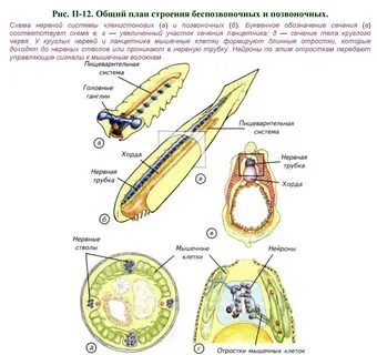 Тип нервной системы у хордовых животных