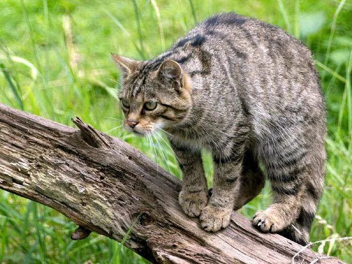Cat stock image. Image of wild, canon 4223071