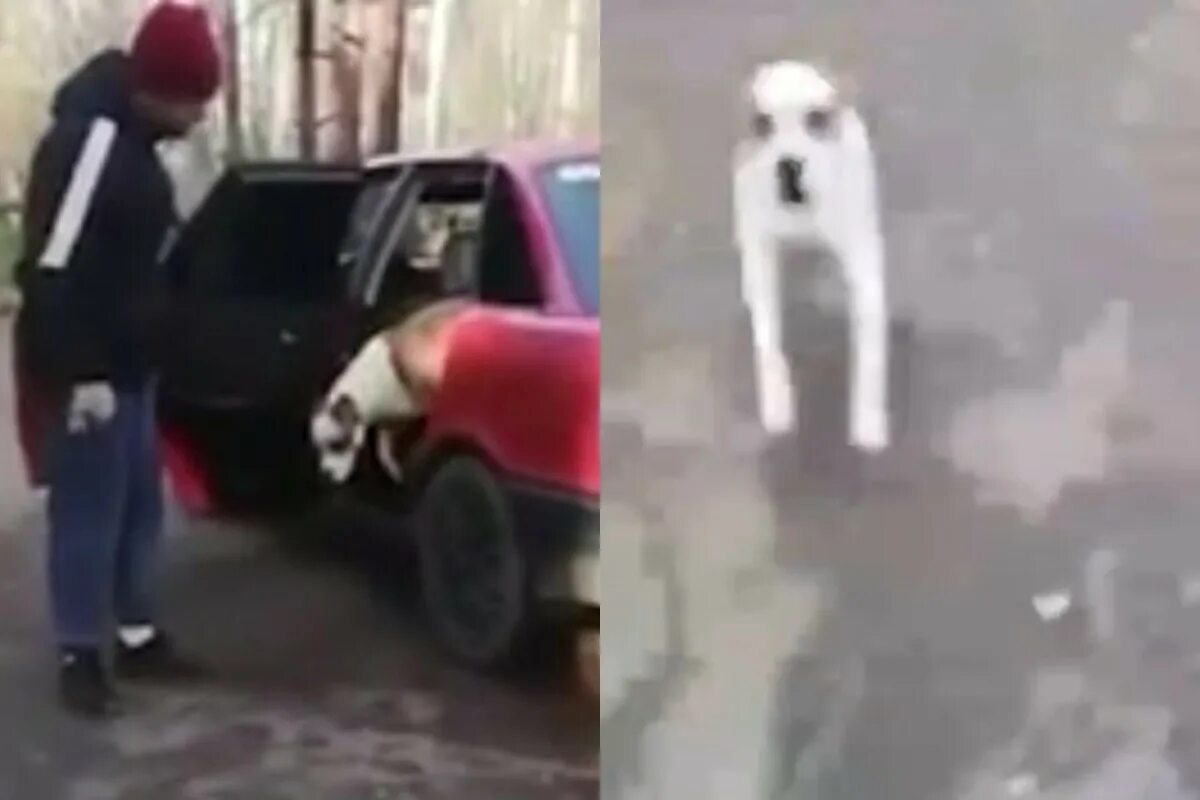 Собаки напали на машину. Собака напала на женщину возле машины. Собака в машине. Девушка задавила собаку.